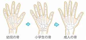 子供の骨の成長